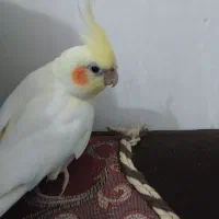 عروس هلندی ۴ عدد