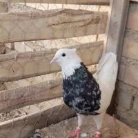 کبوتر طوقی الماسی