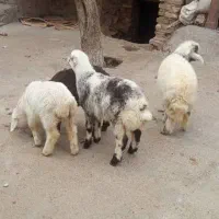 دوبره نر چهل کیلو دوتا ماده 30کیلویی