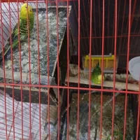 سه عدد مرغ عشق|پرنده|کوه چنار, |دیوار