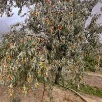 فروش نهال سنجد صادراتی حاج حسین|خدمات باغبانی و درختکاری|مرند, |دیوار