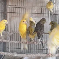 قناری یسر بالغ تعداد محدود|پرنده|قزوین, |دیوار