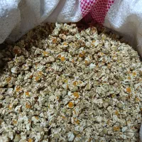 بابونه امسالی