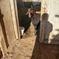 بره  نر قوچ همووهترو ژندار قزل افشار