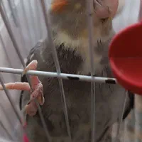 عروس هلندی دستی و سخنگو