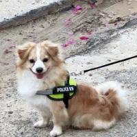 واگذاری اشپیتز پامر(پامرغالب)