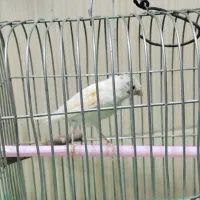 1عدد قناری ماده