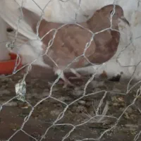 مفلق دمگیر زرد وسرخ آفتاب نخورده