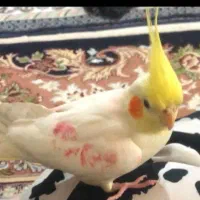 پرنده عروس گم شده
