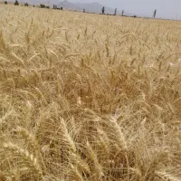 بذر گندم پیشگام