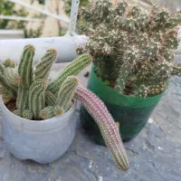 زیبا|زیورآلات و اکسسوری|سرپل ذهاب, |دیوار