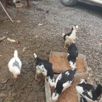 ۶ عدد جوجه گلین قلم سیاه وطوسی