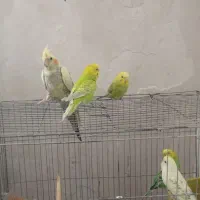 مرغ عشق و عروس هلندی معاوضه با برزیلی|پرنده|زرند, |دیوار