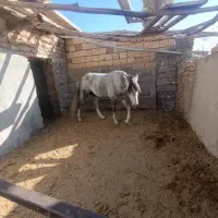 اسب یورقه|اسب و تجهیزات اسبسواری|بسطام, |دیوار