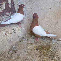 زرد و سرخ سینه|پرنده|شیراز, شهدای شهرک سعدی|دیوار