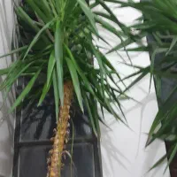 درختچه کنار سالنی