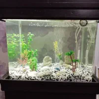 آکواریوم شیشه خم|ماهی|تهران, تهرانسر شمالی|دیوار