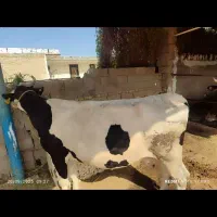 گاو سیمنتال|حیوانات مزرعه|اهواز, دغاغله|دیوار