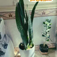 گل خانگی ارزان|گل و گیاه طبیعی|بروجرد, |دیوار