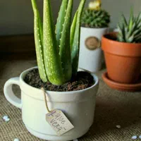 شرکت خدماتی نظافتی نظافت منزل