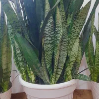 گل سانسوریا