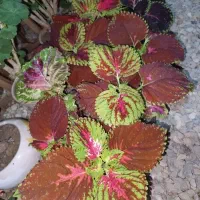 گل های آپارتمانی