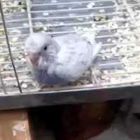 جوجه مرغ عشق