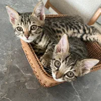 واگذاری بچه گربه ناز