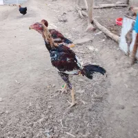 جوجه لاری ناب