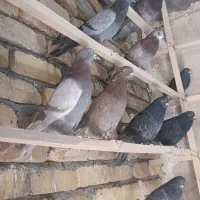 کفتر|پرنده|زالیان, |دیوار