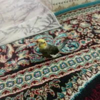 پرنده عروس هلندی  ومیخوام وسالم تمیز|پرنده|کارون, |دیوار