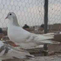 ماده امری کلاغ دم