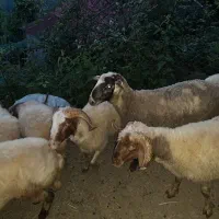 گوسفند پرواری محلی