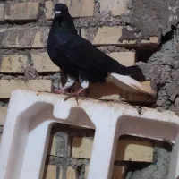 دمسفید در حمیدیه|پرنده|سوسنگرد, |دیوار