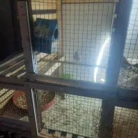 قفس بزرگ خوشگل|لوازم جانبی حیوانات|سبزوار, ولیعصر (نجار آباد)|دیوار