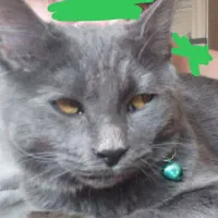 گمشده|حیوانات|یزد, |دیوار