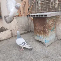 کفتر بوم پرشی|پرنده|مشهد, ویلاشهر|دیوار