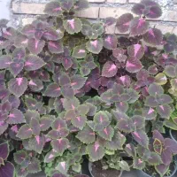 گل وگیاه طبیعی