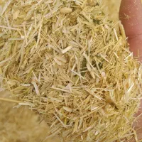کاه گندم تحویلی کیلو ۱۶ هزار