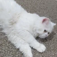 گربه پرشین نر ۱ساله با شناسنامه و واکسن|گربه|بندرلنگه, |دیوار