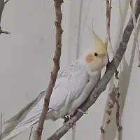 عروس هلندی های بامزه|پرنده|فولادشهر, A1|دیوار