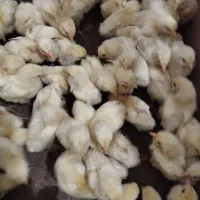 جوجه ۱۵ روزه سرحال