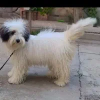 سگ شیتزو ماده