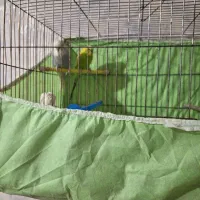 پرنده مرغ عشق