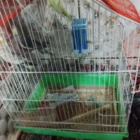 عروس هلندی|پرنده|میرجاوه, |دیوار