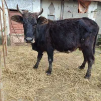 گاو با گوساله ماده جرسی