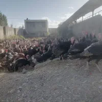 بوقلمون ماده تخم گذار بوربون و برنز