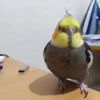 عروس هلندی سخنگو