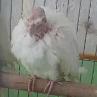 عروس هلندی فروشی|پرنده|سمنان, |دیوار