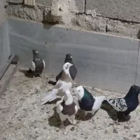 ۶ تا کبوتر نر فروشی قیمت ۶۰۰۰۰۰